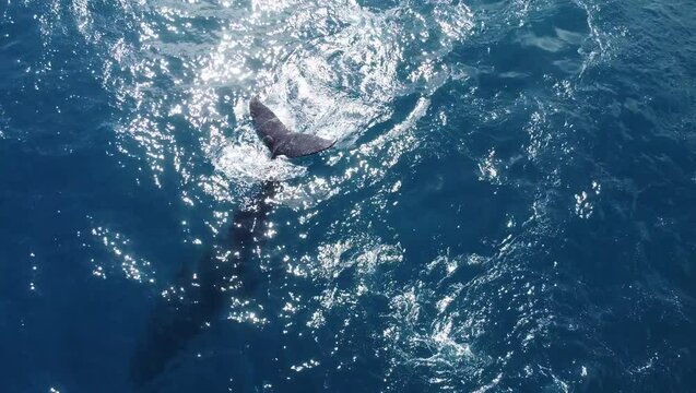 baleine et son baleineau vue de haut par un drone dans une mer bleue turquoise