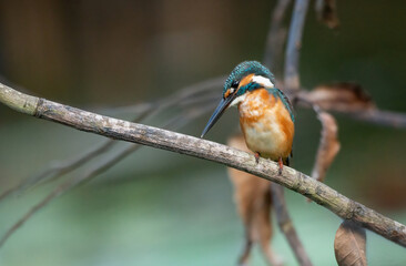 Fototapeta premium A Common Kingfisher (alcedo atthis) perched on a branch waiting for the moment to catch a fish.