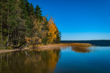 Autumn trees are reflected in the blue surface of Lake Baltieji Lakajai in Labanoras Regional Park, Lithuania