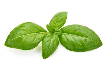 Fresh basil leaf isolated on white background, close up. Basil herb