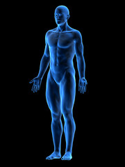 male body