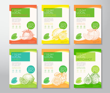 Fresh Local Citrus Fruits Label Templates Collection. Abstract Vector Packaging Design Layouts Set. Modern Typography Banner with Hand Drawn Fruits Sketch Silhouettes Backgrounds Isolated