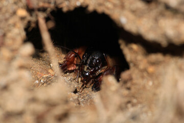 Gryllotalpa gryllotalpa insect macro photo