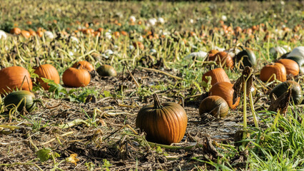 Multi-coloured Halloween pumpkins in Staffordshire field, natural food autumnal seasonal illustration.