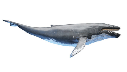 whale anatomy © Sebastian Kaulitzki