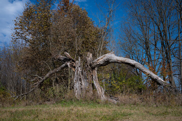 Arches formed by a split trunk of an old and dead tree