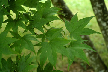 Erable, Acer palmatum
