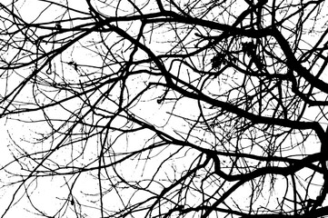 Tree branch silhouette on transparent background