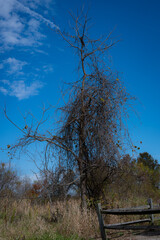Old dead tree next to a split rail fence and draped in dying vines in late fall.