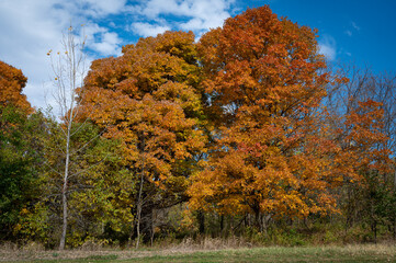 Trees draped in orange and red autumn leaves