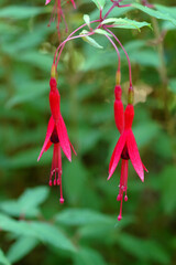 Fuchsia , Fuchsia Riccartonii