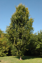 Hétre commun Fayard , Fagus sylvatica Dawyck