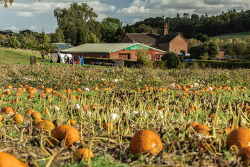 Multi-coloured Halloween pumpkins in Staffordshire field, natural food autumnal seasonal illustration.