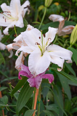 fresh white and pink lily bouquet flower blooming in botany garden. flora pink system of love in summer.