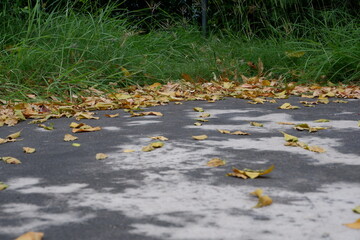 autumn leaves on the water,Falling leaves In winter, fallen leaves in the stadium area, in the park.