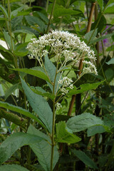 Eupatoire, Eupatorium maculatum Album