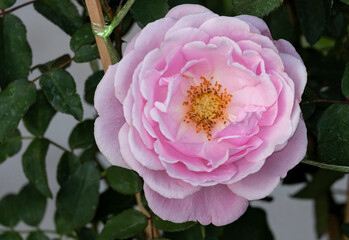 Top view beauty soft pink rose yellow pollen orange. abstract shape with green leaves in botany garden. symbol of love in valentine day. soft fragrant aroma flora.
