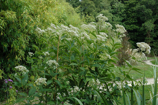 Eupatoire, Eupatorium maculatum Album