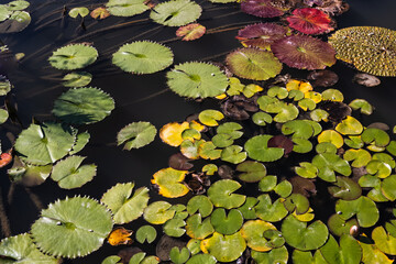 l'étang du jardin botanique