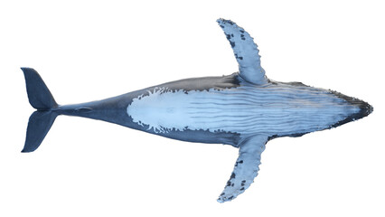 whale anatomy © Sebastian Kaulitzki