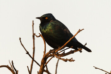 Choucador à épaulettes  rouges,.Lamprotornis nitens; Cape Starling