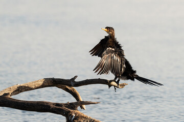 Cormoran africain,.Microcarbo africanus, Reed Cormorant