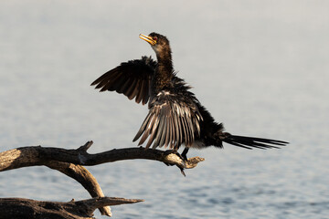Cormoran africain,.Microcarbo africanus, Reed Cormorant