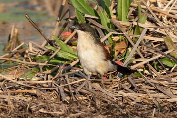 Coucal de Burchell,.Centropus burchellii, Burchell's Coucal