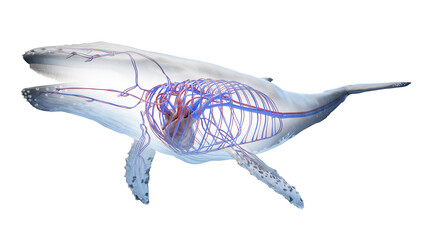 whale anatomy