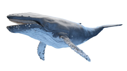 whale anatomy © Sebastian Kaulitzki