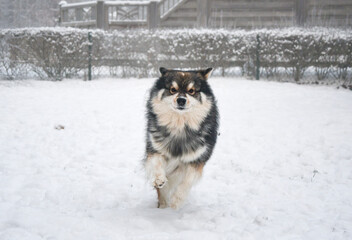 Portrait of Finnish Lapphund dog playing in snow