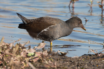 Gallinule poule d'eau, immature,.Gallinula chloropus , Common Moorhen