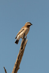 Mahali à sourcils blancs,.Plocepasser mahali, White browed Sparrow Weaver