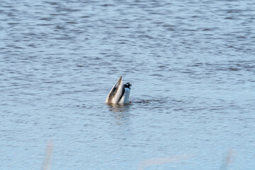 Fototapeta premium Bottoms Up, duck dunks its head beneath the water surface to look for anything edible before it dives underneath