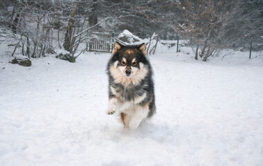 Naklejka premium Portrait of Finnish Lapphund dog playing in snow