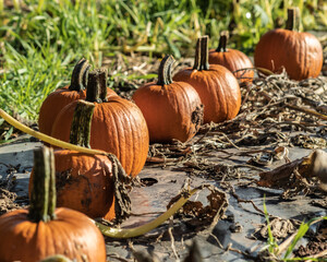 Multi-coloured Halloween pumpkins in Staffordshire field, natural food autumnal seasonal illustration.