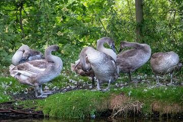 family of cygnets young swans standing on the river bank