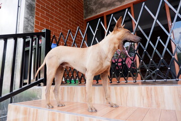 Dogs are the closest pets to people.  Because they are cute, affectionate, friendly to everyone.