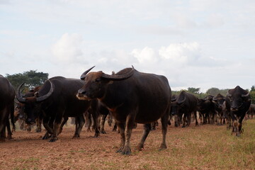 Free buffalo raising in rural areas of Thailand
