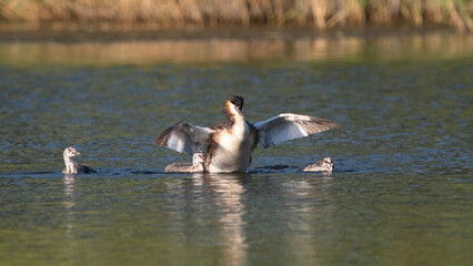 Toadstool duckwith chicks on the water. Family of wild ducks.