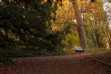 bench in autumn park