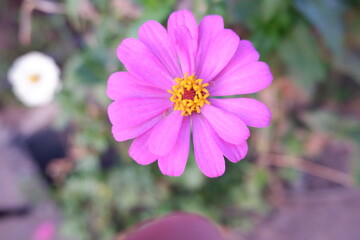Obraz premium Zinnias that are blooming in early winter, Thailand