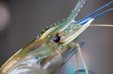 Close-up view of the shrimp head
