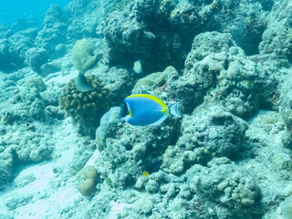 Fototapeta na wymiar Colorful corals and small exotic fishes in the depths of the Indian ocean, Maldive islands, travel concept