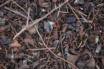 forest land