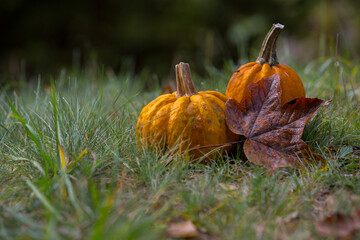 pumpkin on the green grass in autumn