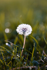 Dandelion