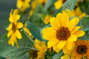 selective focus beautiful yellow orange fresh sunflower blooming pollen and petal in Thailand. natural flower in botany garden.