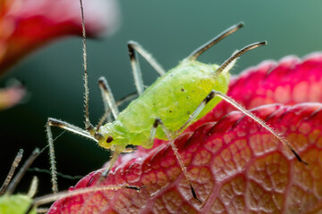 Aphid on Flower. Greenfly or Green Aphid Garden Parasite Insect Pest Macro on Green Background