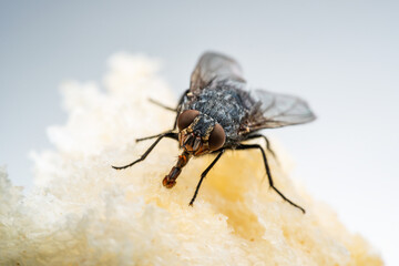 House Fly, Flesh Fly or Meat Fly Sarcophagidae Parasite Insect Pest on Fruit. Danger of Disease Vector, Pathogen Transmission or Infection Germ Spreading